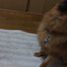 メル ダンスの画像