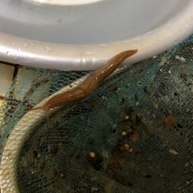 ナメクジ荘のナメクジの画像