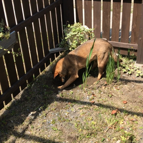 ほりほりの画像