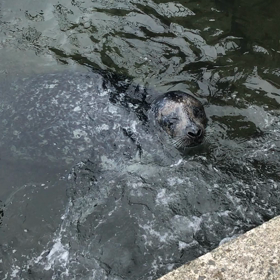 アシカのエサやりゾーンの画像