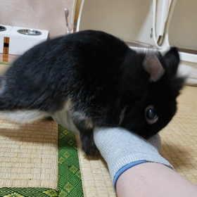 ダイナマイトの画像