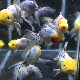 青い金魚の画像