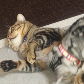 バトルって？闘病猫ちゃうの？の画像