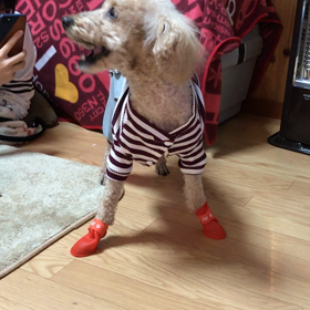 靴のプレゼント、、失敗。の画像