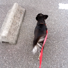 朝のお散歩の画像