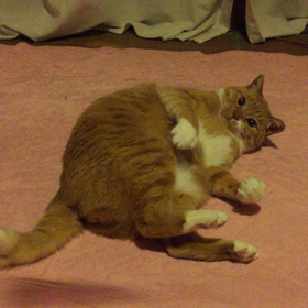 ゴロンゴロン運動！の画像