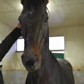 牧場の朝の画像