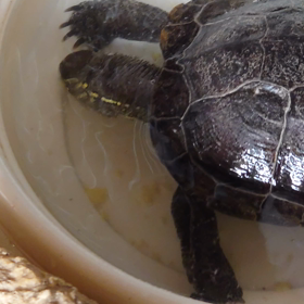 亀がカステラを食べる。の画像