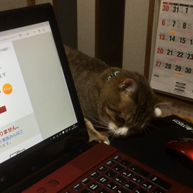 パソコンとモモちゃんの画像