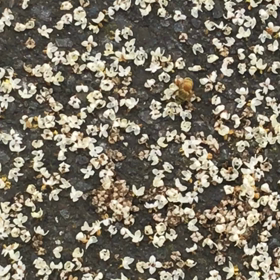 オリーブの花の画像