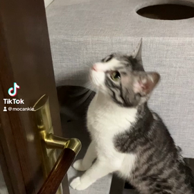 猫たちとまったり⭐️の画像