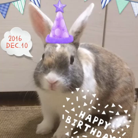 つばき、1歳になるの画像