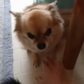 ワンコ達による、ごはん前の儀式コンテストの画像