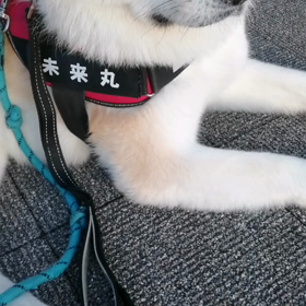 昨日は未来丸の完全ストライキに完敗した飼い主。奮起して、今朝は未来丸を完全リード＼(^o^)／未の画像