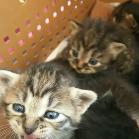 チビちゃん保護☺️の画像