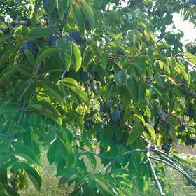 先週の風景の画像