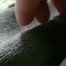 ミニピンの画像