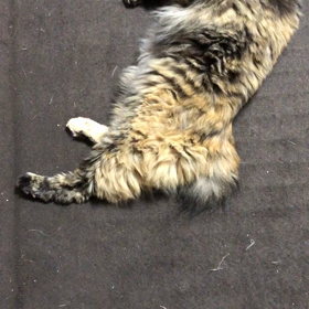 今日のことの画像