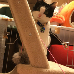 猫じゃらしの画像