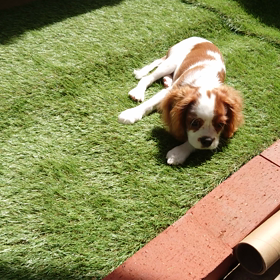 お散歩デビューは８月～の画像