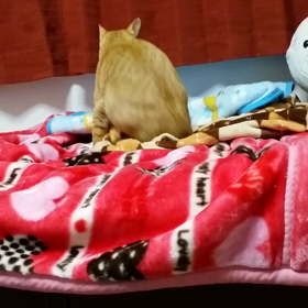 フミフミ～ふうちゃん④～の画像