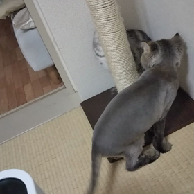 ナナの声を初収録！の画像