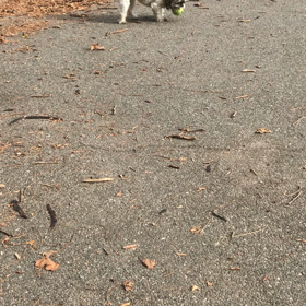 猫　第1話、2話の画像