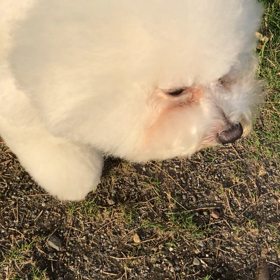 トリミングの画像