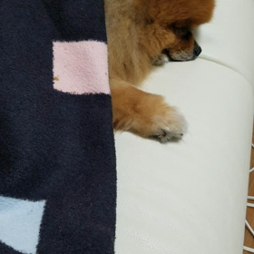 かんばんむすめの画像