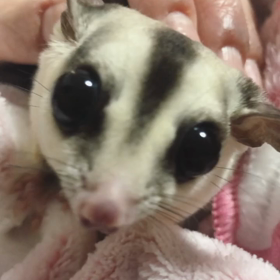 やさしくねの画像