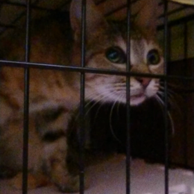 保護っ子達の画像