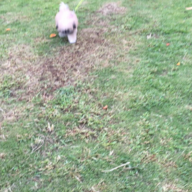 はな散歩の画像