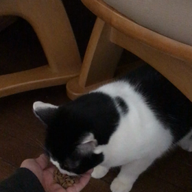 とうふちゃんも唄ちゃんもの画像