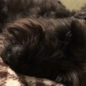 春眠暁を覚えずの画像