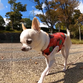 お散歩videoの画像