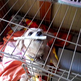 ガムをGETの画像