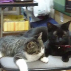 黒猫ノアちゃん、新入ぽんたくんを受け入れる(^-^)の画像