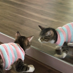 交通事故で大腿骨、前肢麻痺後FIP感染した子猫ちゃんのすごい回復力の画像