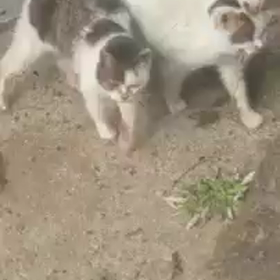 しらゆきちゃん動画シリーズの画像