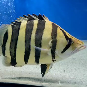 次回輸入魚！ボルネオダッツ！スーパーイエロー！の画像