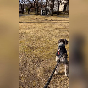 公園散歩のお土産の画像