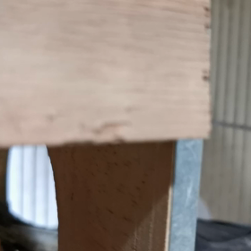 モカの雛、1羽目の画像