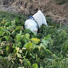 止まらないの画像