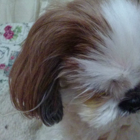 そら、りんご大好き！の画像