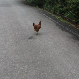 かきくけこー‼︎の画像