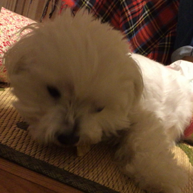 コラーゲンチップスを食べるマルチーズ2の画像