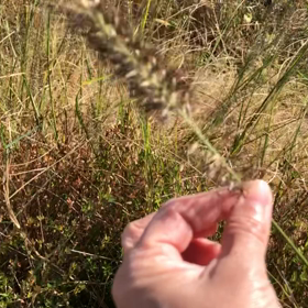 野草「チカラシバ」で遊ぶの画像