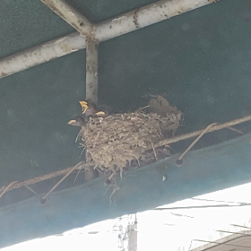 四人囃子の画像