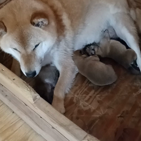 美玲４日目の画像