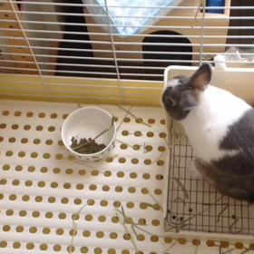 今日のゆきのすけの画像